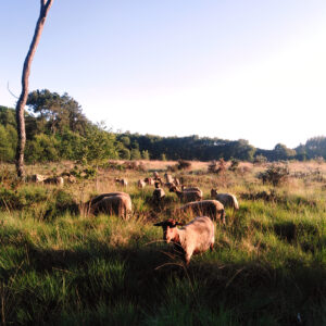 Brebis dans la lande
