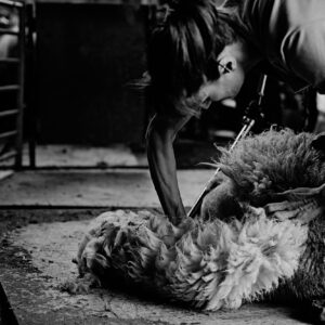 Tonte des moutons