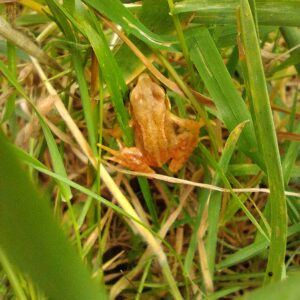 Balade à la ferme BIOdiversité