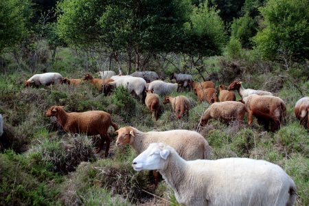 Ferme Minez-du laine