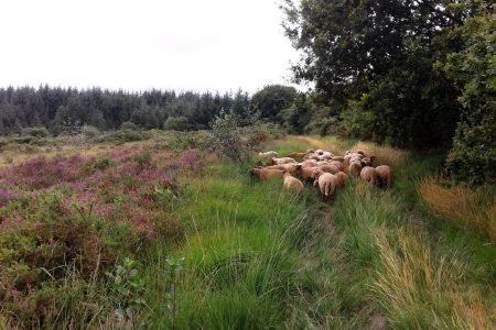 Ferme Minez-du laine