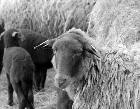 Ferme Minez-du laine