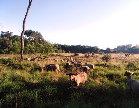 Ferme Minez-du laine