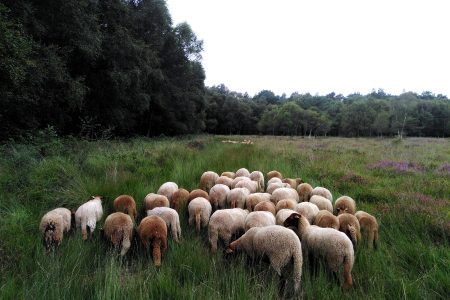 Ferme Minez-du laine